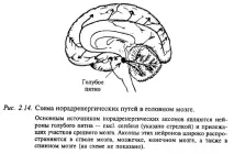 нервната нервна система