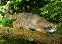 котката Палас котката Палас