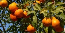 Мерсін, Туреччина фото, карта, опис, готелі, нерухомість туреччина