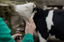 Міфи та факти про ліки з крові ліки