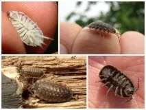 отървете woodlice