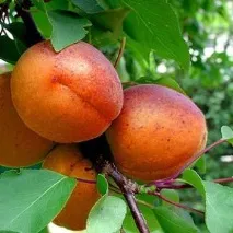 каталог градини