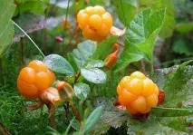 морошка полезни