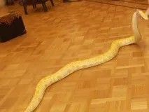 жител който
