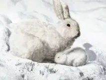 вида зайци