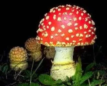 Amanita muscaria Amanita muscaria