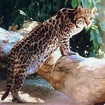 Възможно укроти укроти