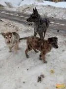 намери куче