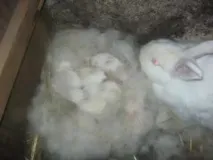 новородени грижи