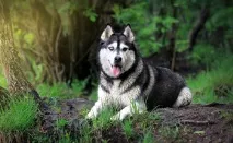 Огляд собак породи Сибірська хаскі стандарт, зміст та фото з відгуками огляд