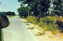 blog медал