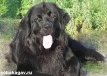 трябва бъде може бъде
