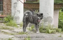 Забарвлення акити - Akita Kennel Ryuutensou kennel