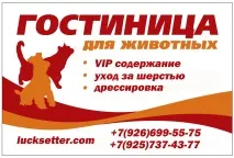 английски сетер британците