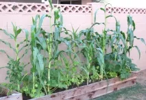 Про кукурудзу кукурудзи