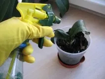 Орхідеї хвороби та шкідники, секрети як впоратися секрети