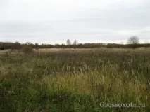 дива свиня октомври
