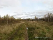 октомври дива свиня