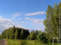 Огірки солоні з червоною смородиною, фото смородиною