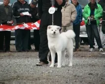 Забарвлення акити - Akita Kennel Ryuutensou akita