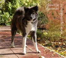 Забарвлення акити - Akita Kennel Ryuutensou забарвлення