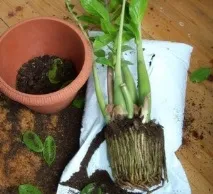 Особливості розмноження Заміокулькаса листком, догляд за рослиною, хвороби та шкідники заміокулькаса