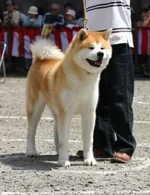 Забарвлення акити - Akita Kennel Ryuutensou kennel