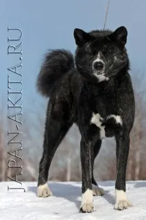 Забарвлення акити - Akita Kennel Ryuutensou kennel