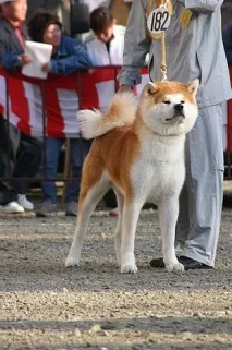 Забарвлення акити - Akita Kennel Ryuutensou akita