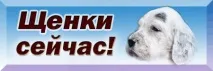 английски сетер характеристики