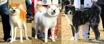 Забарвлення акити - Akita Kennel Ryuutensou akita