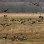 Полювання корисна інформація про весняне полювання на гусака корисна