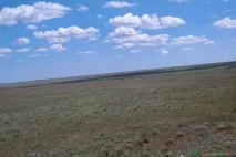 Відгук та фотографії про фестиваль тюльпанів у Калмикії.«Мендуть» фотографії