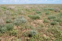 Відгук та фотографії про фестиваль тюльпанів у Калмикії.«Мендуть» фестиваль