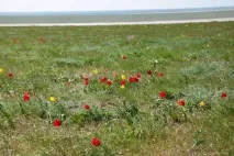 Відгук та фотографії про фестиваль тюльпанів у Калмикії.«Мендуть» відгук