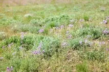 Відгук та фотографії про фестиваль тюльпанів у Калмикії.«Мендуть» відгук