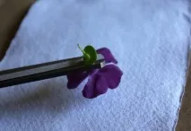 щампи собствените ръце