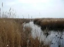 брега време дъждовния сагишко