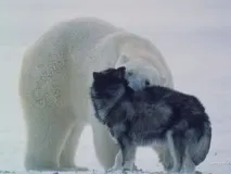 плейкаст пощенска