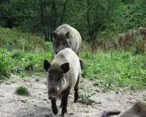 Полювання у жовтні, Велике полювання жовтні
