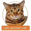 развъдник играчка тигър