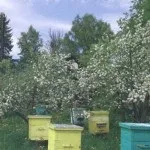 пчелите могат Времето роене