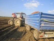 Перший урожай Дмитра Зеленіна картоплі