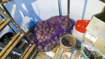 хобіта