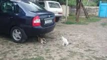 Півроку з калиною півроку