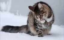 защо котки