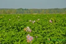 поговорим новгородски