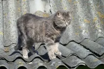 Прикордонний кіт Димок Димка