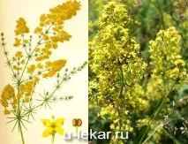 Підмаренник справжній (Підмаренник жовтий, Сироваткова трава, Медова трава, Маруна) сироваткова