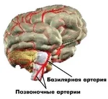 Подключична артерія, її анатомія та захворювання анатомія